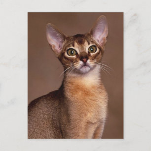 funny_cat_facial_expression_13 postcard