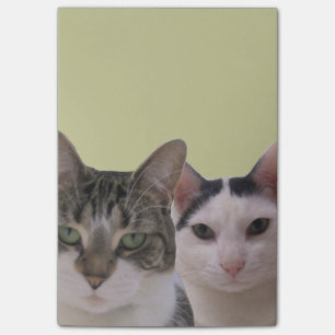 Funny Cat Gang Post-it Notes