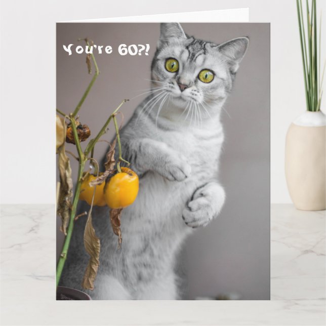 Funny Cat Happy 60th Birthday Card (Front)