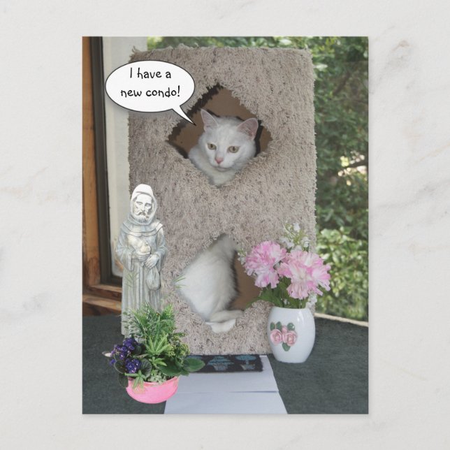 Funny Cat/ I've Moved/New Address Announcement Postcard (Front)