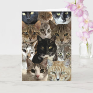 Funny Cat Lover Birthday Card