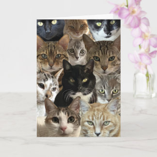 Funny Cat Lover Birthday Card