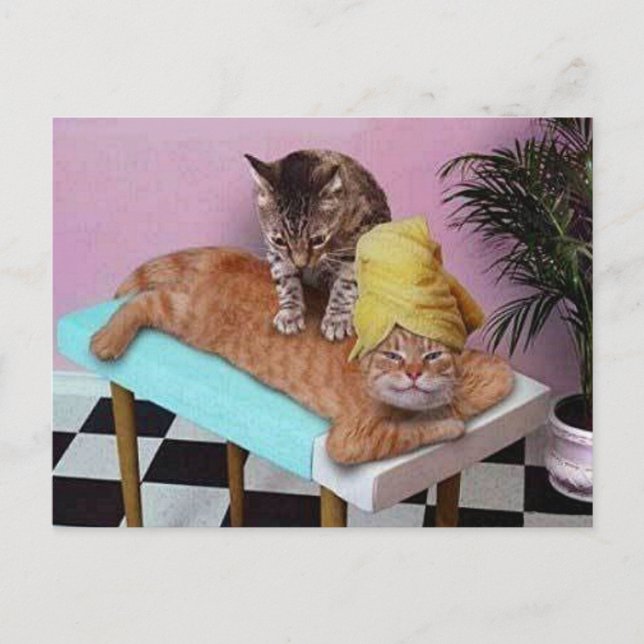 Funny Cat Massage Postcard (Front)