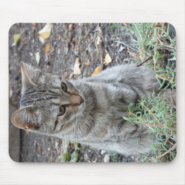 Funny Cat Mouse Mat (Front)