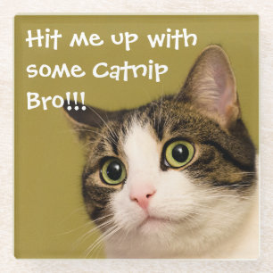 Funny Cat Photo Catnip Caption Glass Coaster