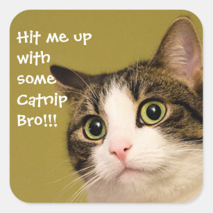 Funny Cat Photo Catnip Caption Square Sticker