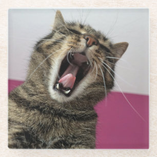 Funny Cat Photo Pet lover Glass Coaster