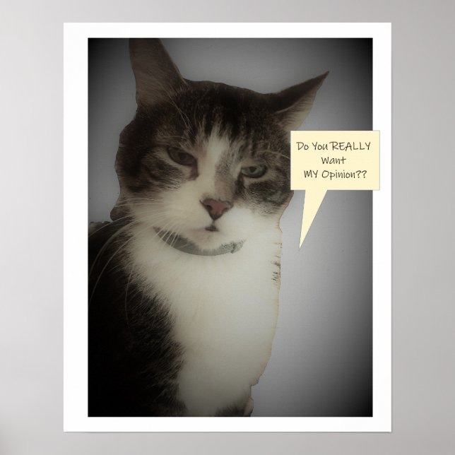 Funny Cat Photo Poster (Front)