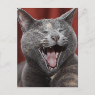 Funny cat postcard