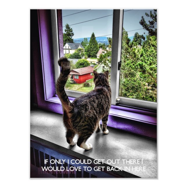 Funny Cat Poster (Front)