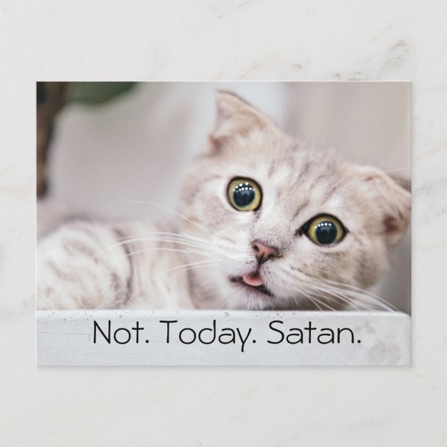 Funny Cat Text Postcard (Front)