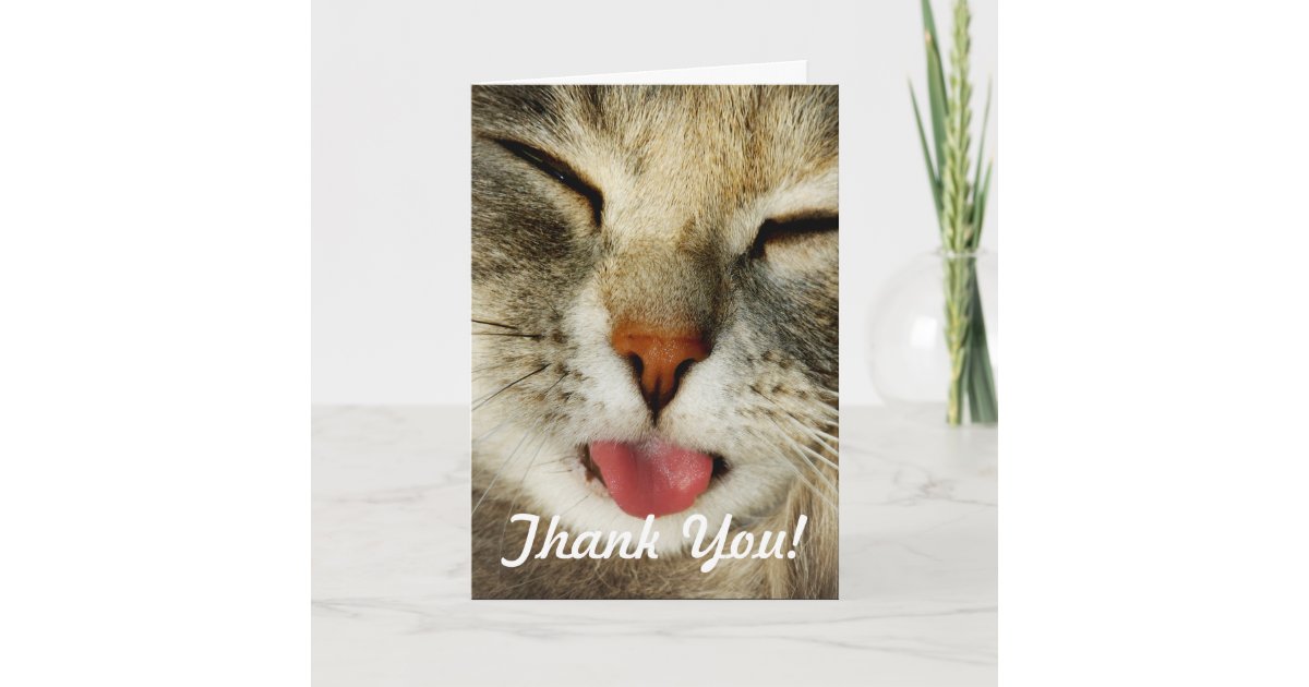 Funny Cat Thank You Card Zazzle.co.uk