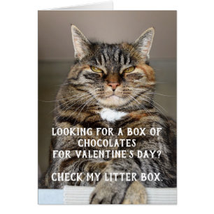 Funny Cat Valentine's Day Meme Anti-Valentine