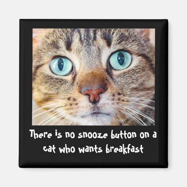 Funny Cat Wants Food Magnet (Front)