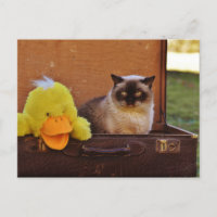 Funny Cat With A Duck In Suitcase