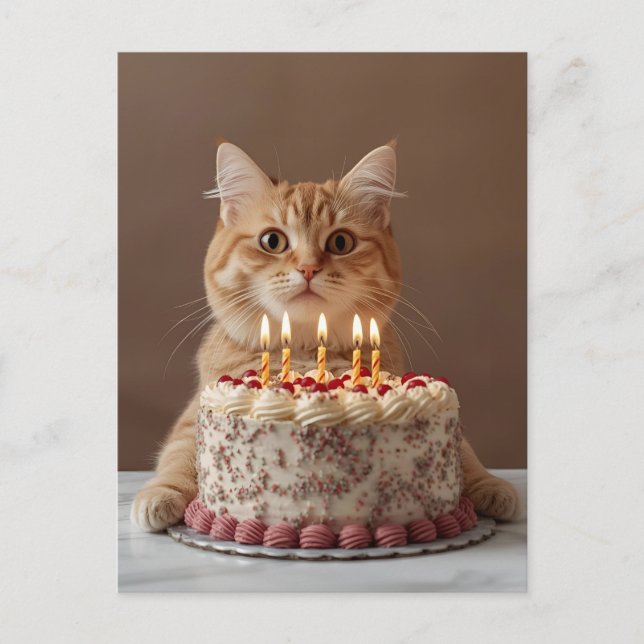 Funny cat with birthday cake postcard (Front)