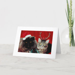 Funny Cats Christmas Humourous Xmas Holiday Card