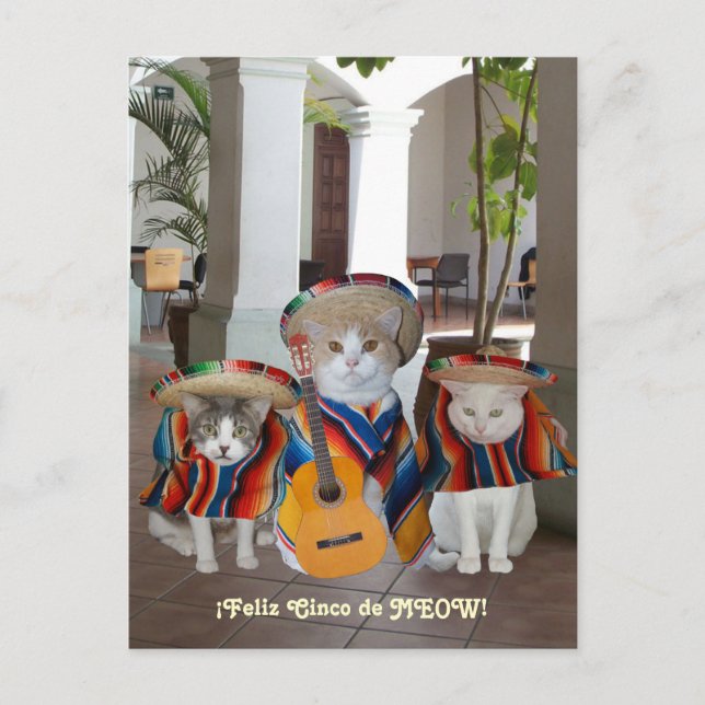 Funny Cats Feliz Cinco de Mayo Postcard (Front)