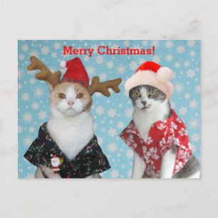 Funny Cats in Hawaiian Christmas Shirts Holiday Postcard