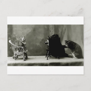 funny cats vintage photo cats fun card