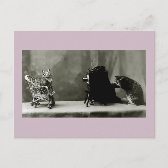 funny cats vintage photo cats fun card (Front)