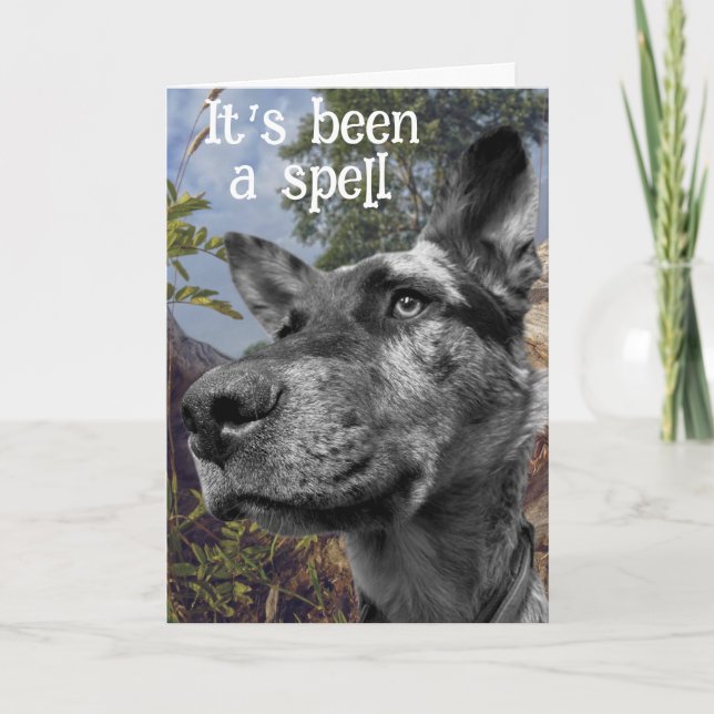 Funny Cattle Dog Head Photo Colourful Background Card (Front)