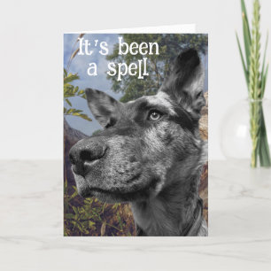 Funny Cattle Dog Head Photo Colourful Background Card