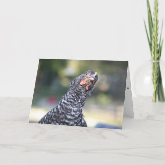 Funny Chicken Greeting Card