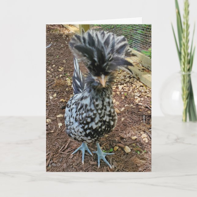 Funny Chicken Humor, Favorite Chick Polish Hen Card (Front)