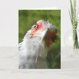 FUNNY CHICKEN MOTHER CLUCKER BIRTHDAY CARD