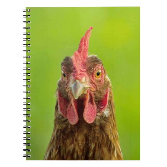 Funny Chicken Portrait - Notebook (Front)
