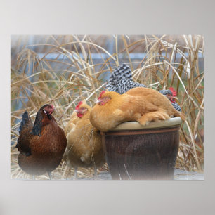 Funny Chickens Poster