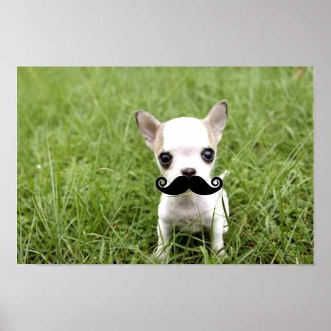 Funny Chihuahua Moustache Poster (Front)