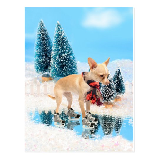 Funny chihuahua with scarf and skates postcard