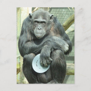 FUNNY CHIMPANZEE POSTCARD