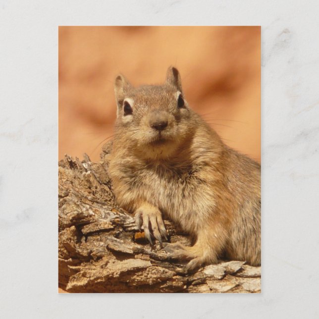Funny chipmunk lying on a rock postcard (Front)