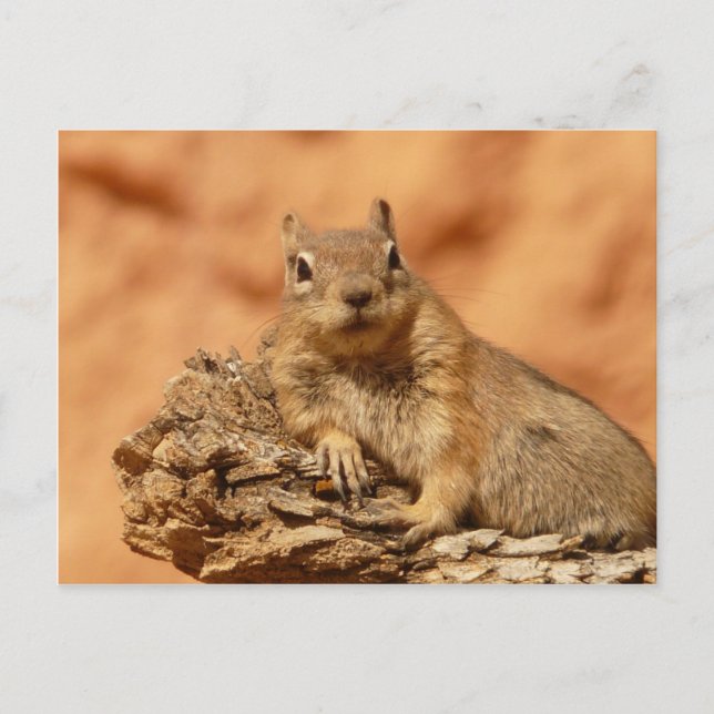 Funny chipmunk lying on a rock postcard (Front)