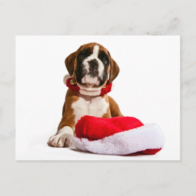 funny Christmas dog Boxer puppy Holiday Postcard (Front)