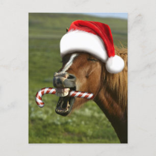 Funny Christmas horse with Santa hat smiling Postcard