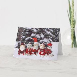 Funny Christmas Kitty Cats Holiday Card