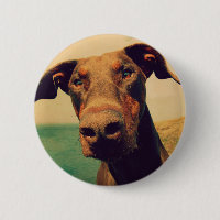 Funny Closeup of a Natural Doberman Dog