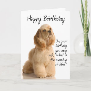 Funny Cocker Spaniel Birthday Card