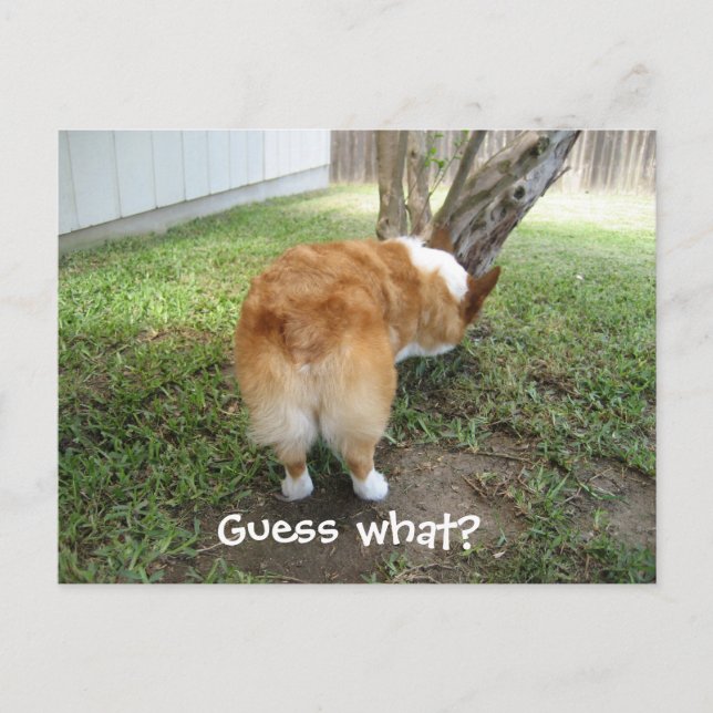 Funny Corgi Butt Guess What Dog Humour Photo Postcard (Front)