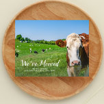 Funny Cow, New House, Custom Address, We've Moved  Postcard<br><div class="desc">Let your family and friends know that you've moved and have a new address with this funny postcard featuring a cow saying "We've Mooooved"  - add a custom note and new address to the back. Funny,  Modern,  simple and easy - the perfect moving card.</div>
