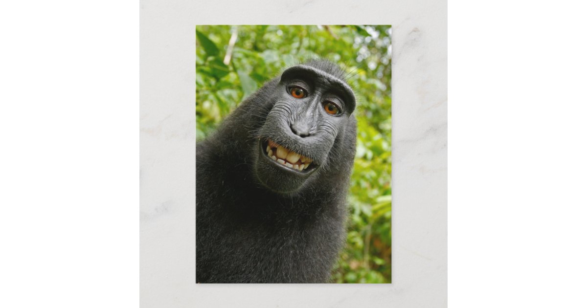 Funny Crested Monkey Smiling Selfie Postcard | Zazzle Funny Crested Monkey Smiling Selfie Postcard | Zazzle