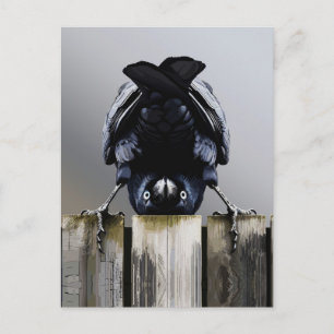 Funny Crow Wall Art – Upside-Down Bird Postcard