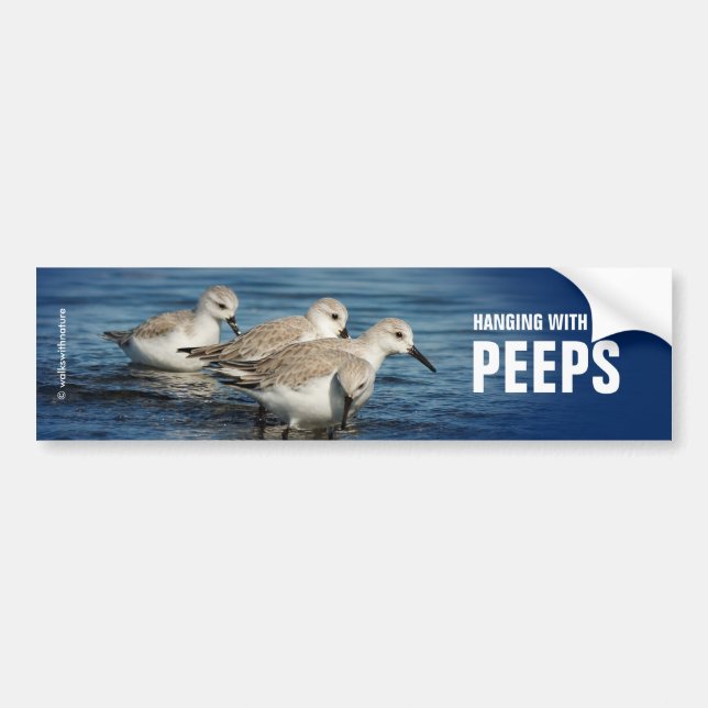 Funny Cute 4 Sanderlings Sandpipers at the Beach Bumper Sticker (Front)
