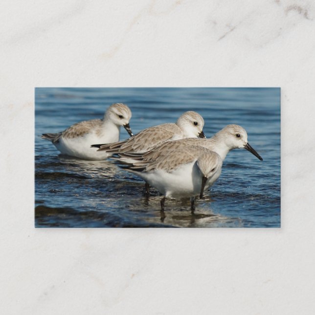 Funny Cute 4 Sanderlings Sandpipers at the Beach Business Card (Front)