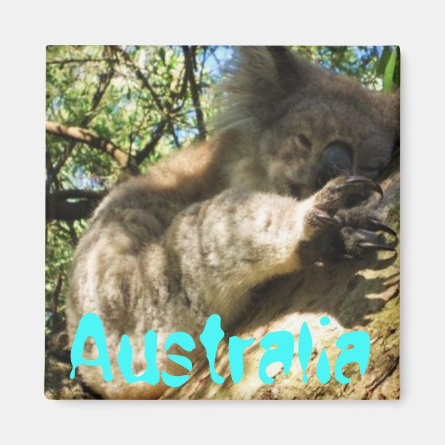 Funny cute Australia koala magnet design (Front)