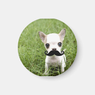 Funny Cute Chihuahua with Mustache Magnet